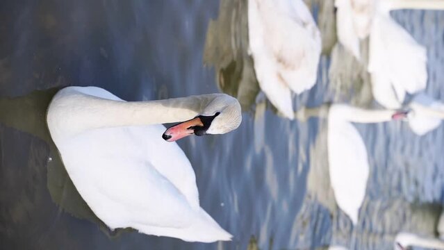 Slow motion vertical video. Many swans on river. Street city animal. Cygnus portrait swimming in water. Angel bird wings. Peaceful lifestyle nature. Eating. mirror reflection