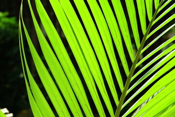 fresh green leaves of tropical plant