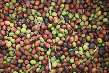 green and red olives