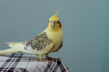 Female cockatiel parrot sits on the edge of a table