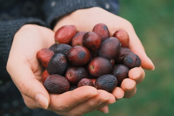 handful of olives / picking olives