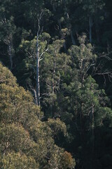 Obraz premium trees in the mountains