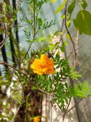 yellow flowers in the garden