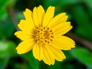 little yellow flower (Singapore daisy)