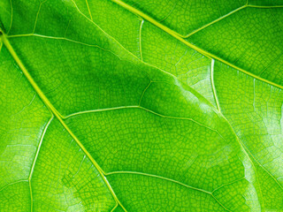 fiddle-leaf fig. new green leafs texture background.