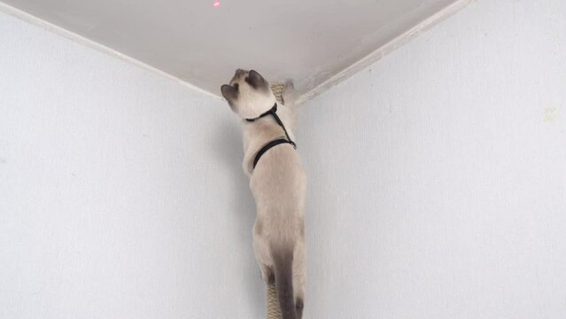 Thai cat hunts for the red dot of a laser pointer. Funny video.