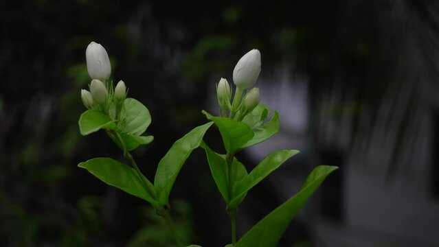 White Jasminum Sambac (Arabian Jasmine) flower is blooming on a green tree. White and green flower closeup background. 4k video.
