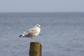 seagull by the sea