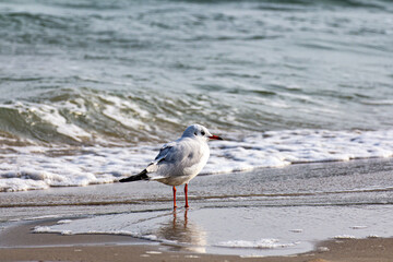 seagulls on the baltic sea beach