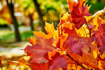 Autumn background. Colorful maple leaves close up