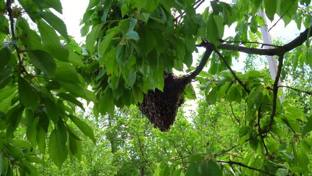 A bee swarm flew from the hive of an apiary to a tree to form a new bee family. Separation of the bee family. Swarm of bees on a tree branch. A huge number of bees . High quality 4k footage