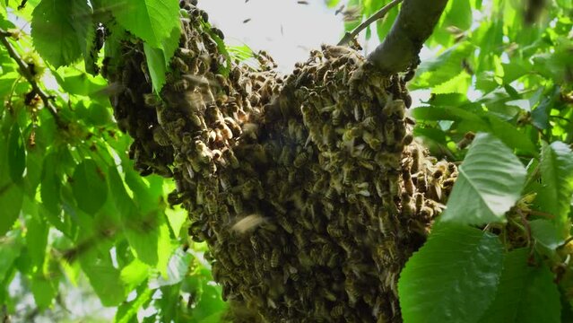 A bee swarm flew from the hive of an apiary to a tree to form a new bee family. Separation of the bee family. Swarm of bees on a tree branch. A huge number of bees. High quality 4k footage