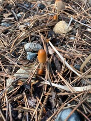 nest with eggs