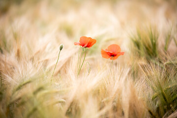 Fototapeta premium cornfield poppy