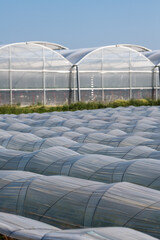 Farm plantation covered under agricultural plastic film tunnel rows, Create a greenhouse effect,...