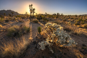beautiful sunrise in joshua tree national park, california, usa © Christian B.