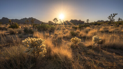 beautiful sunrise in joshua tree national park, california, usa