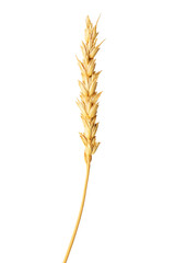 Isolated ear of wheat or rye on a white background. The concept of agriculture food and baking