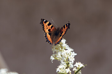 Butterfly Foxtail