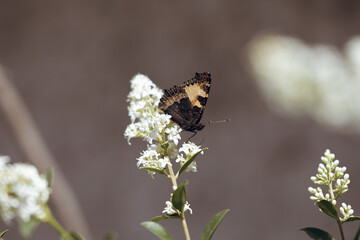Butterfly Foxtail