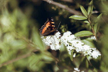 Butterfly Foxtail