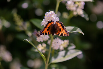 Fototapeta na wymiar Butterfly Foxtail