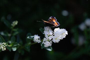 Butterfly Foxtail