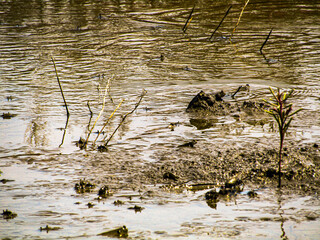 海 泥 干潟 引き潮 生物 生き物 海の生き物 有明海