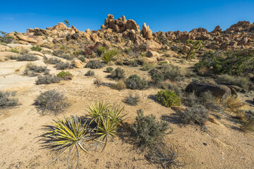 hiking the maze loop in joshua tree national park, california, usa
