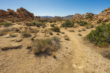 Fototapeta premium hiking the maze loop in joshua tree national park, california, usa