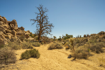 Naklejka premium hiking the maze loop in joshua tree national park, california, usa