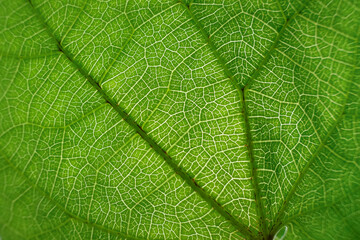 Close-up of the leaf veins from clockvines (thunbergia spp.) tree in the garden