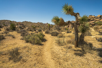 Fototapeta na wymiar hiking the maze loop in joshua tree national park, california, usa