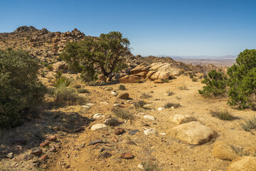 hiking the maze loop in joshua tree national park, california, usa