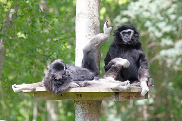 Two gibbons are dedicated to cleaning the fur