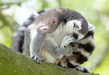 Maki from Afrika (Madagascar) in natural habitat, in a tree