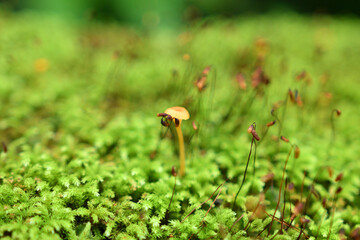 苔の中に生えた小さなオレンジのきのこ