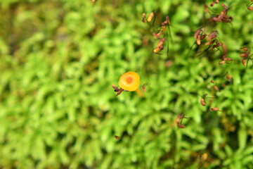 苔の中に生えた小さなオレンジのきのこ