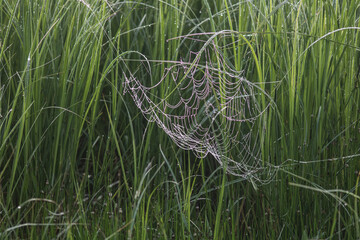 toiles d'araignées dans des herbes hautes le matin avec des gouttes de rosée