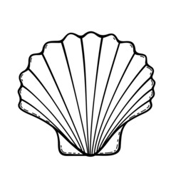 Seashell on white background. Vector isolated illustration on a nautical theme.
