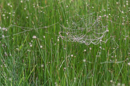 toiles d'araignées dans des herbes hautes le matin avec des gouttes de rosée