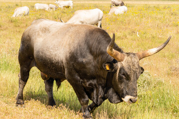 Italy Tuscany natural park of the Maremma, called the Uccellina Alberese park, Maremma cows grazing with cubs