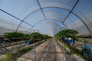 France, Gironde, May 2022: Strawberries growing under green houses in South West France, High quality 4k footage