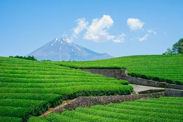 Photo sur Plexiglas Mont Fuji Fresh green tea field in a spring morning with Mt Fuji in the background. Best spot photo in Shizuoka, japan