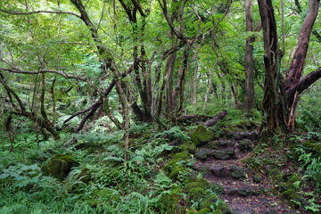 refreshing summer forest with path and old trees