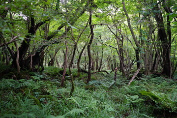 dense summer forest with old trees and fern