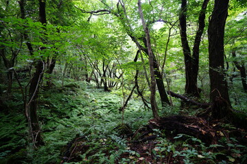 dense summer forest with old trees and fern