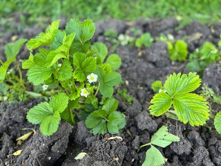 Fresh strawberry plant with bright green leaves and tine white flowers. Garden strawberry closeup