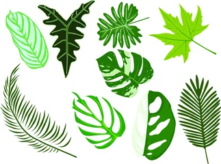 Fototapete Tropische Blätter vector set of leaves