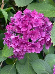 hydrangea season in Tokyo, street of Nezu Japan year 2022 June 1st